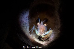 Commensal sponge shrimp by Julian Hsu 